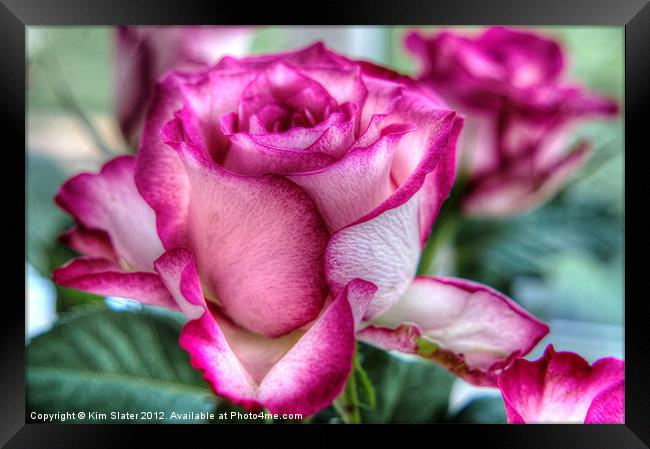 A rose by any other name.... Framed Print by Kim Slater