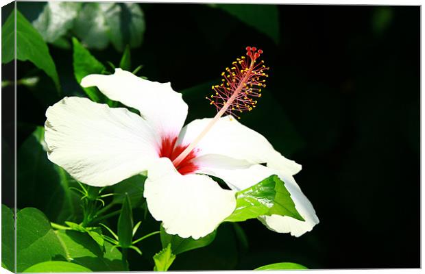 Hibiscus Canvas Print by Laura Twort