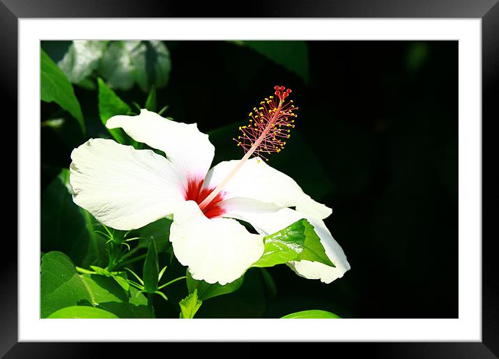 Hibiscus Framed Mounted Print by Laura Twort