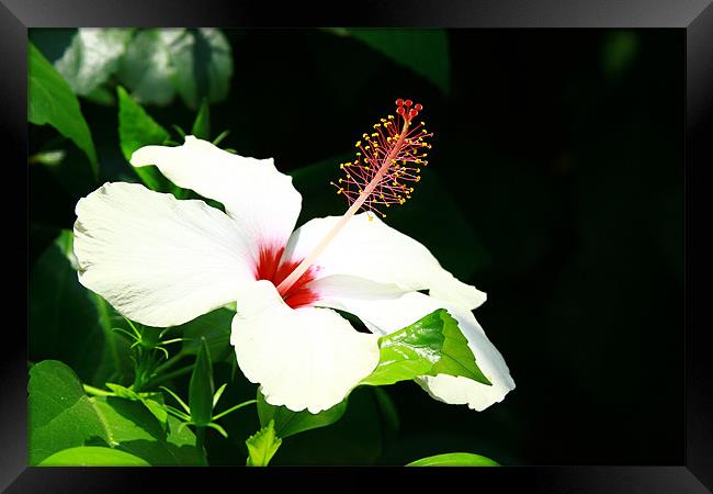 Hibiscus Framed Print by Laura Twort
