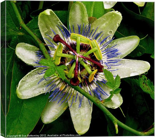 Passion Flower up close Canvas Print by Sue Bottomley