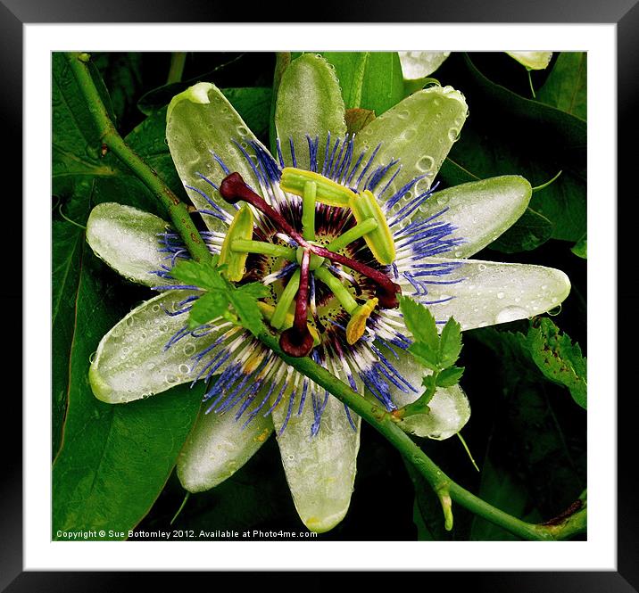 Passion Flower up close Framed Mounted Print by Sue Bottomley