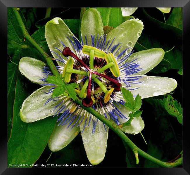 Passion Flower up close Framed Print by Sue Bottomley