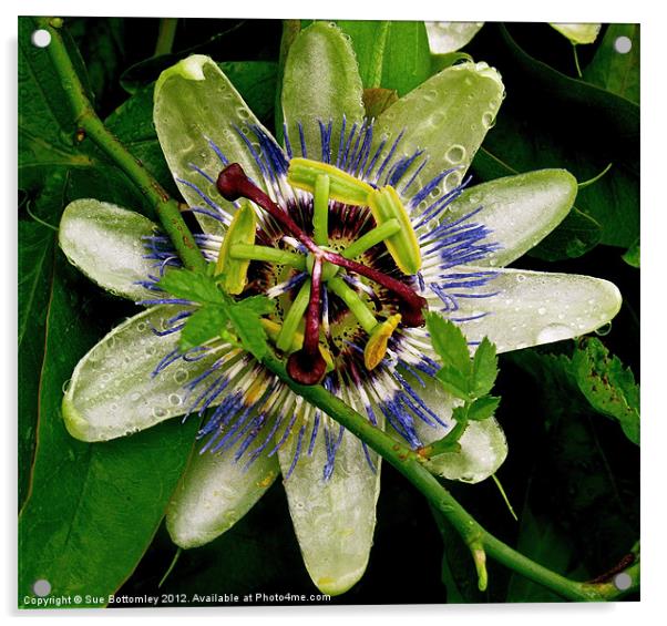 Passion Flower up close Acrylic by Sue Bottomley