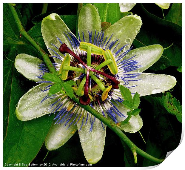 Passion Flower up close Print by Sue Bottomley