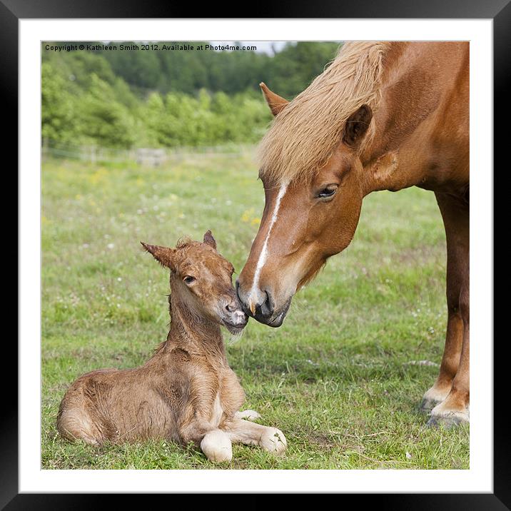Mother greeting newborn foal Framed Mounted Print by Kathleen Smith (kbhsphoto)