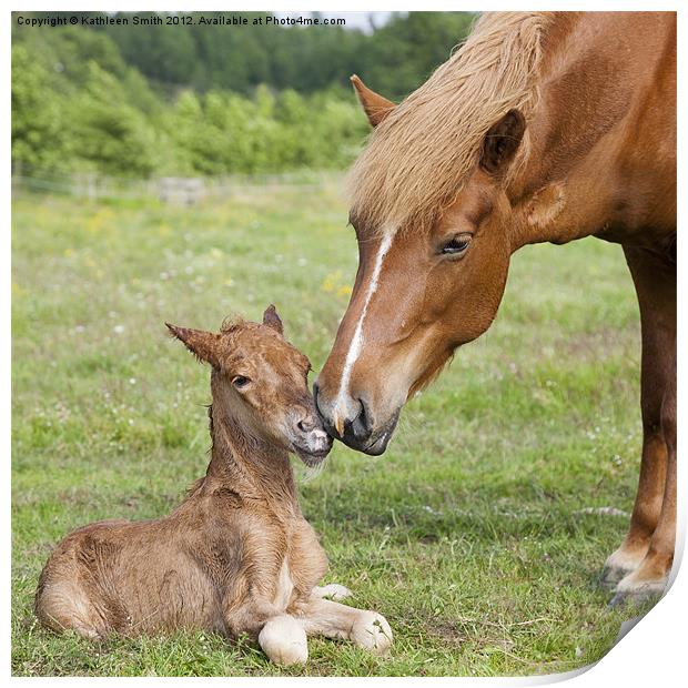 Mother greeting newborn foal Print by Kathleen Smith (kbhsphoto)