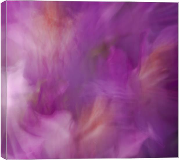 Pink and Purple Canvas Print by Judy Andrews