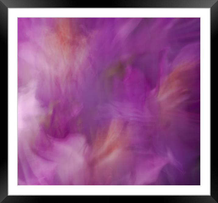 Pink and Purple Framed Mounted Print by Judy Andrews
