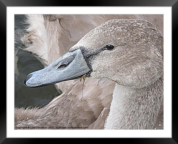Portrait of a Cygnet. Framed Mounted Print by Lilian Marshall
