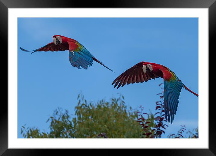 Soaring Macaws Framed Mounted Print by Jonathan Swetnam