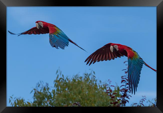 Soaring Macaws Framed Print by Jonathan Swetnam