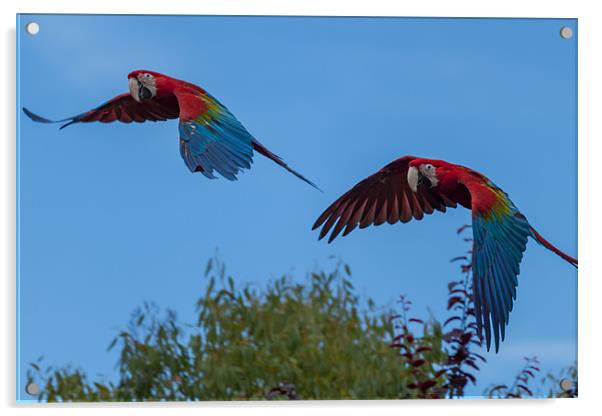 Soaring Macaws Acrylic by Jonathan Swetnam