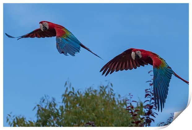 Soaring Macaws Print by Jonathan Swetnam