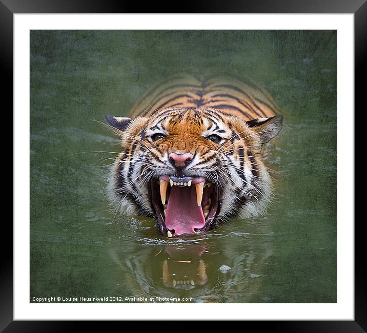 Sumatran tiger Framed Mounted Print by Louise Heusinkveld