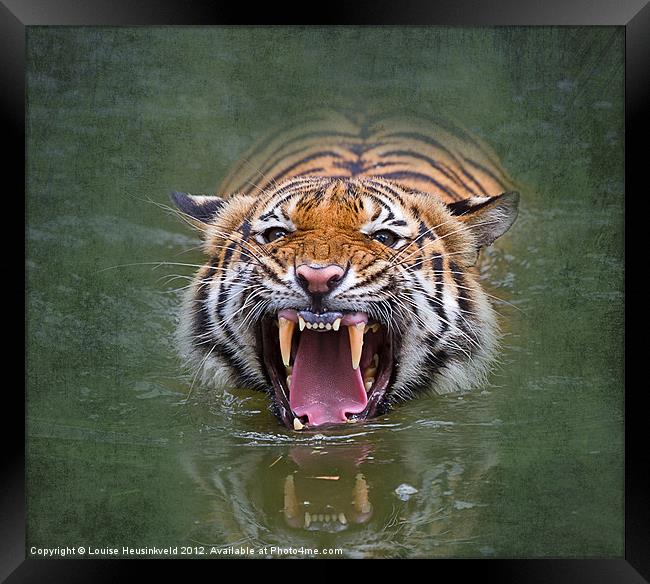 Sumatran tiger Framed Print by Louise Heusinkveld