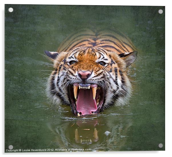 Sumatran tiger Acrylic by Louise Heusinkveld