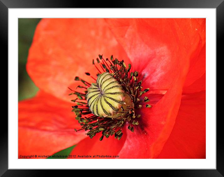 Poppy Love... Framed Mounted Print by michelle whitebrook