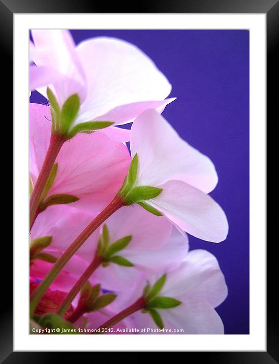 Geranium Petals on Blue Framed Mounted Print by james richmond