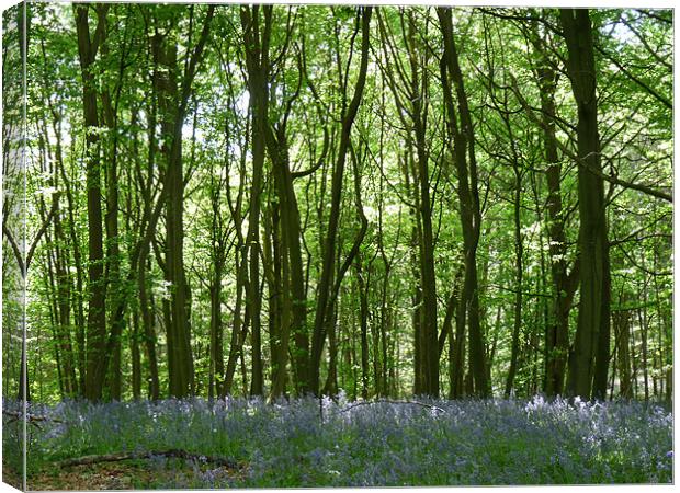 Bluebell Woods Canvas Print by Noreen Linale