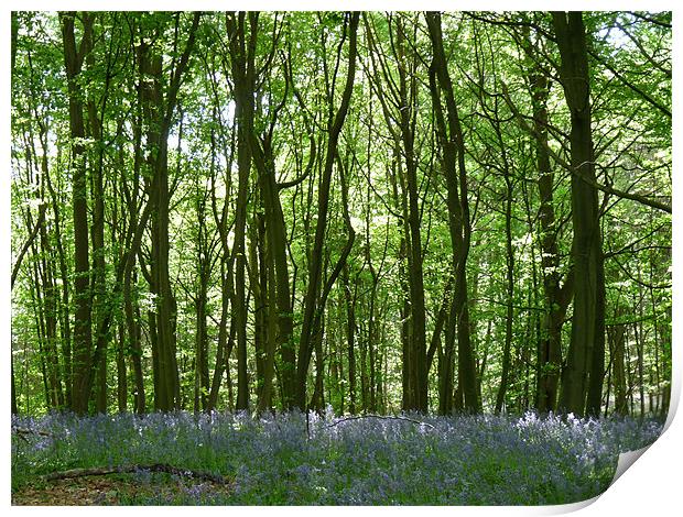 Bluebell Woods Print by Noreen Linale