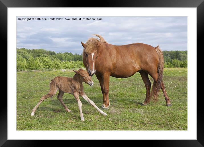 Foal first time standing Framed Mounted Print by Kathleen Smith (kbhsphoto)