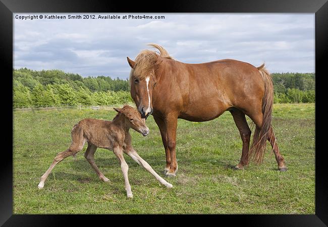Foal first time standing Framed Print by Kathleen Smith (kbhsphoto)