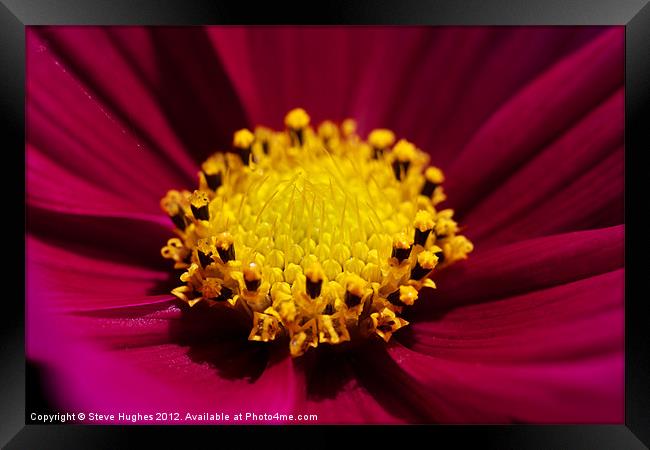 Cosmos flower in full bloom Framed Print by Steve Hughes