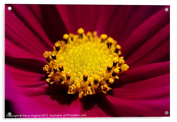 Cosmos flower in full bloom Acrylic by Steve Hughes