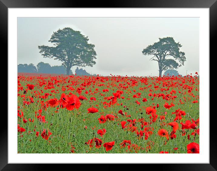 Poppy Field Framed Mounted Print by Noreen Linale