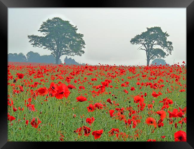 Poppy Field Framed Print by Noreen Linale