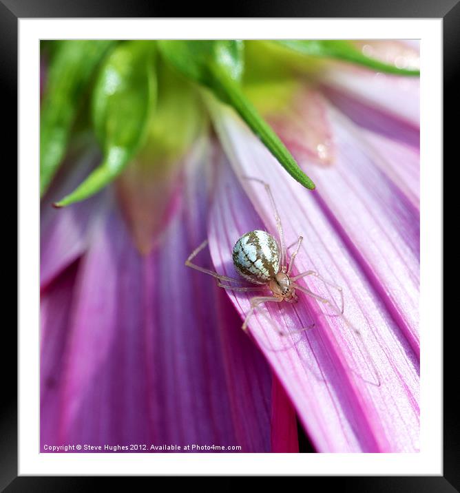 Spider on Pink Cosmos flower Framed Mounted Print by Steve Hughes