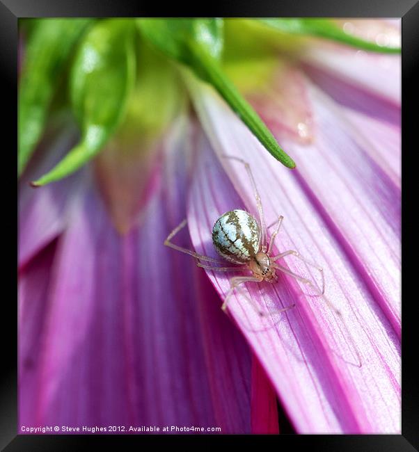 Spider on Pink Cosmos flower Framed Print by Steve Hughes