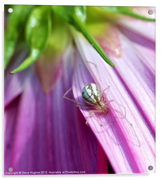 Spider on Pink Cosmos flower Acrylic by Steve Hughes