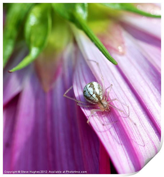 Spider on Pink Cosmos flower Print by Steve Hughes