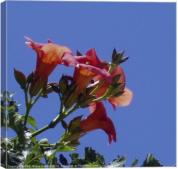Pelargonium, orange red, against sky Canvas Print by DEE- Diana Cosford