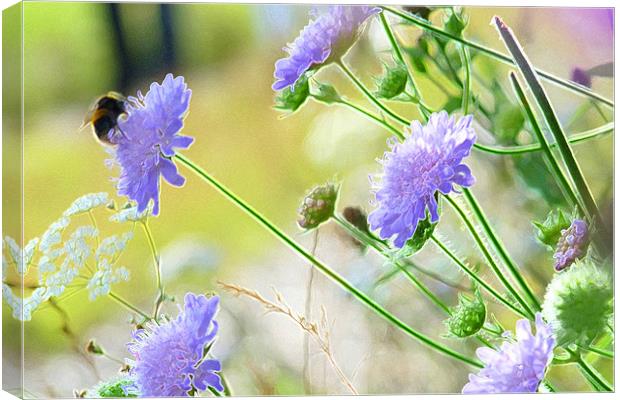 Bee on Blue Scabious Canvas Print by Noreen Linale