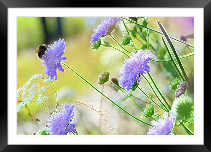 Bee on Blue Scabious Framed Mounted Print by Noreen Linale
