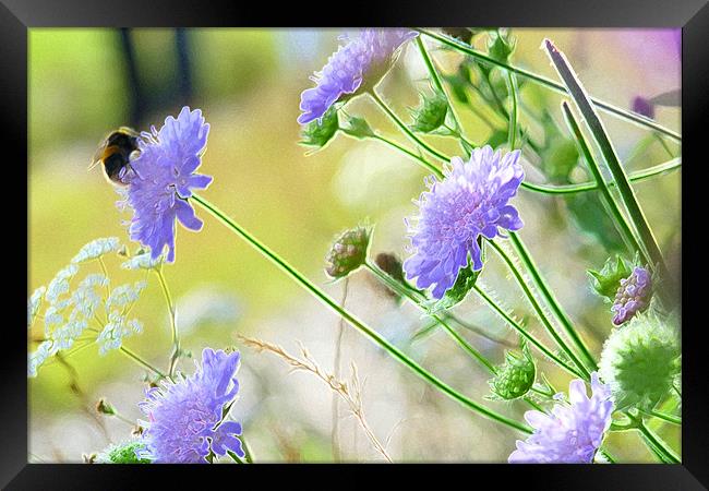 Bee on Blue Scabious Framed Print by Noreen Linale