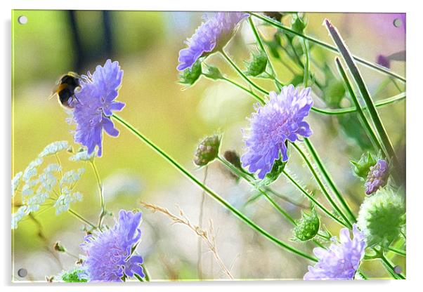Bee on Blue Scabious Acrylic by Noreen Linale