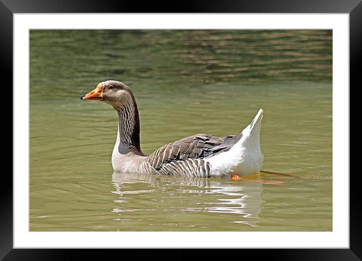 African Goose Framed Mounted Print by Tony Murtagh