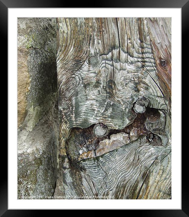 Gnarled tree bark Framed Mounted Print by DEE- Diana Cosford