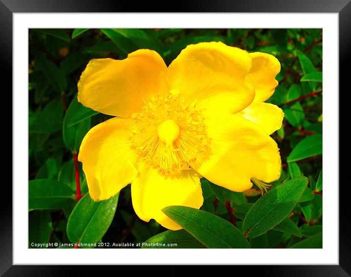 Rose of Sharon - St.Johns Wort Framed Mounted Print by james richmond