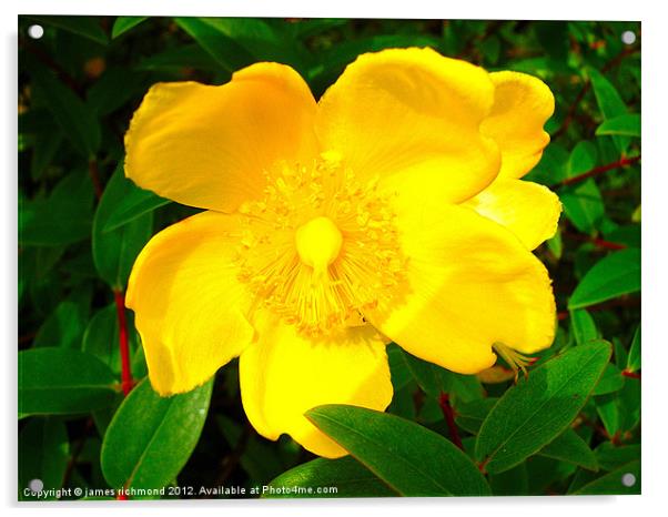 Rose of Sharon - St.Johns Wort Acrylic by james richmond