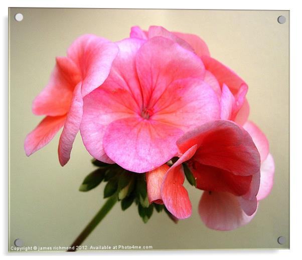 Pink Geranium Flower Acrylic by james richmond