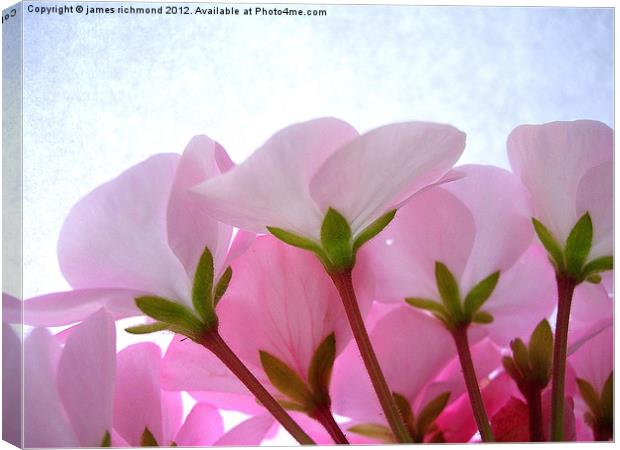 Geranium Flower Side View Canvas Print by james richmond