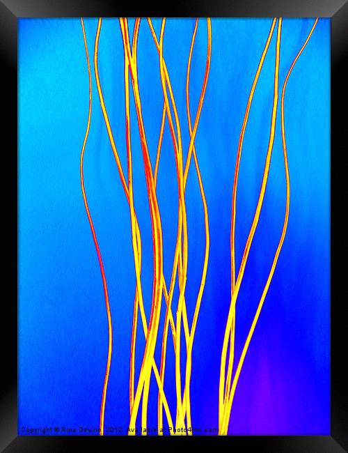 Luminous Twigs Framed Print by Fine art by Rina