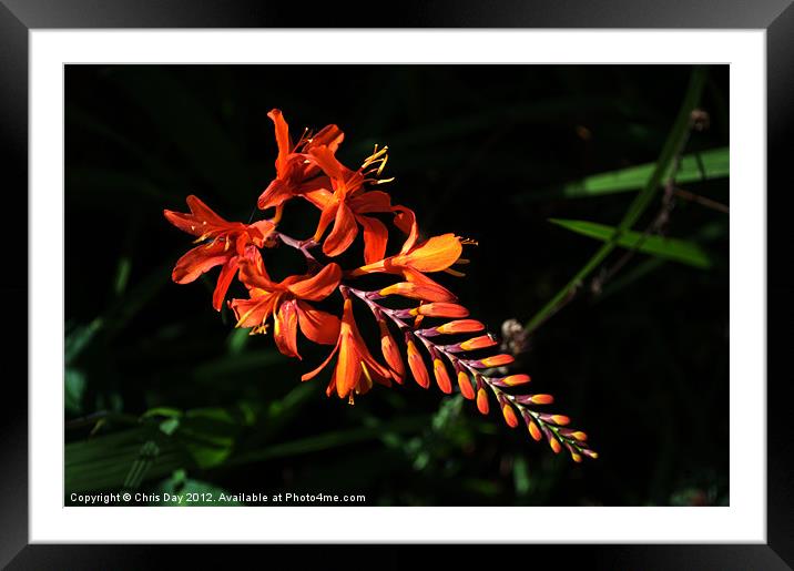 Crocosmia Framed Mounted Print by Chris Day
