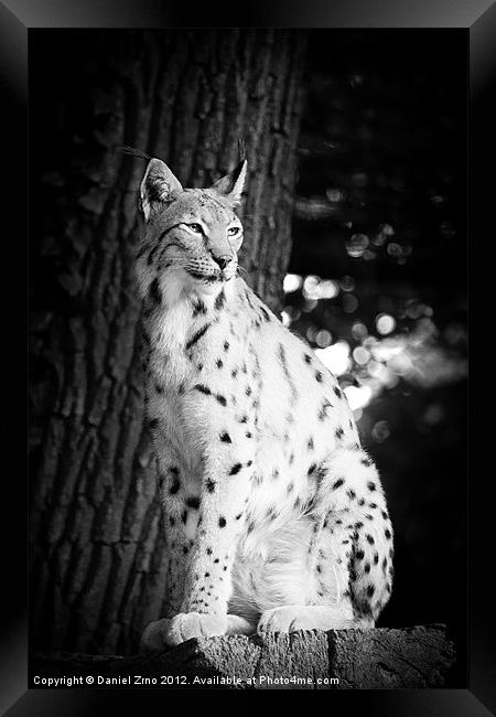 Lynx Framed Print by Daniel Zrno