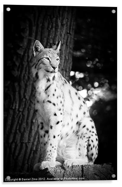 Lynx Acrylic by Daniel Zrno